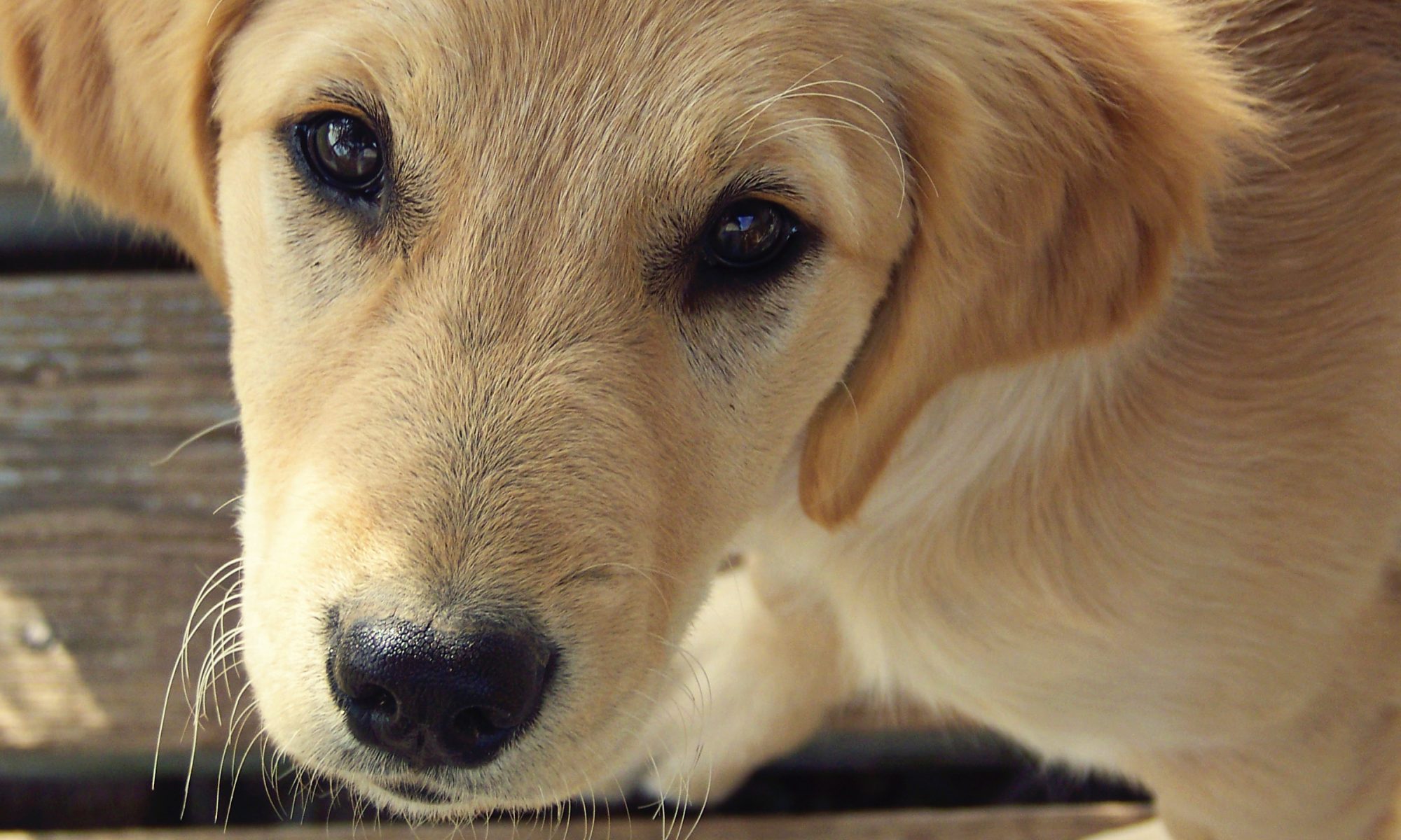 golden retriever puppy close up image