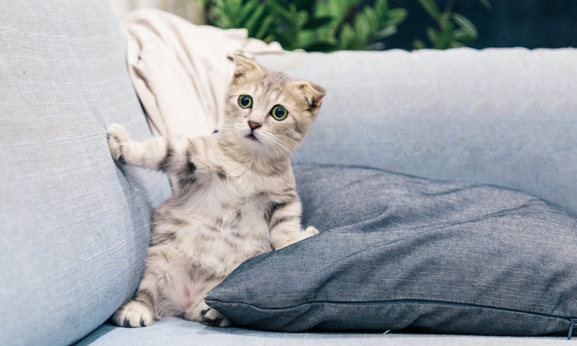 Kitten sitting up against a pillow